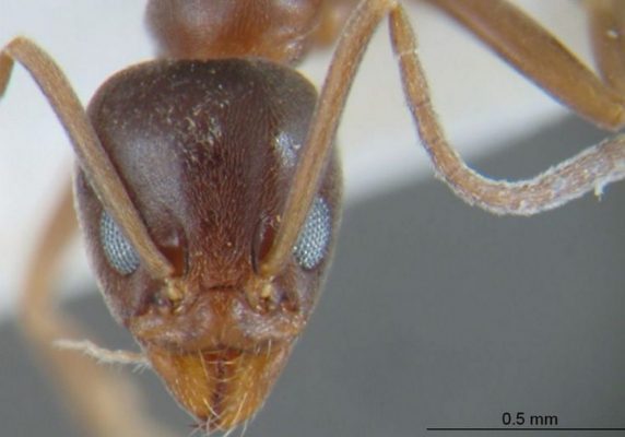 Hormiga argentina (Linepithema humile). Fotografía cedida por hormigas.org