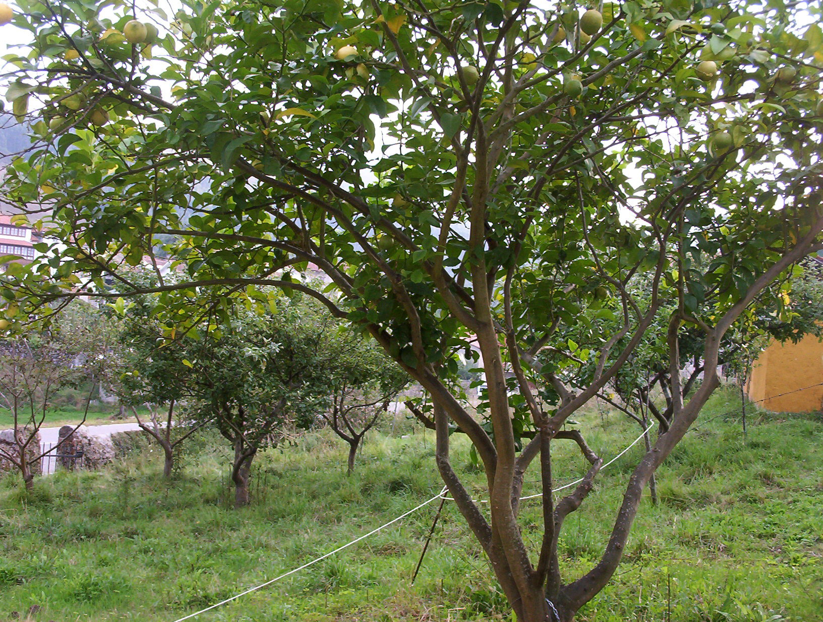 Un limonero y varios manzanos en un prado asturiano. EFE/Sol Valero de Bernabé/svb.