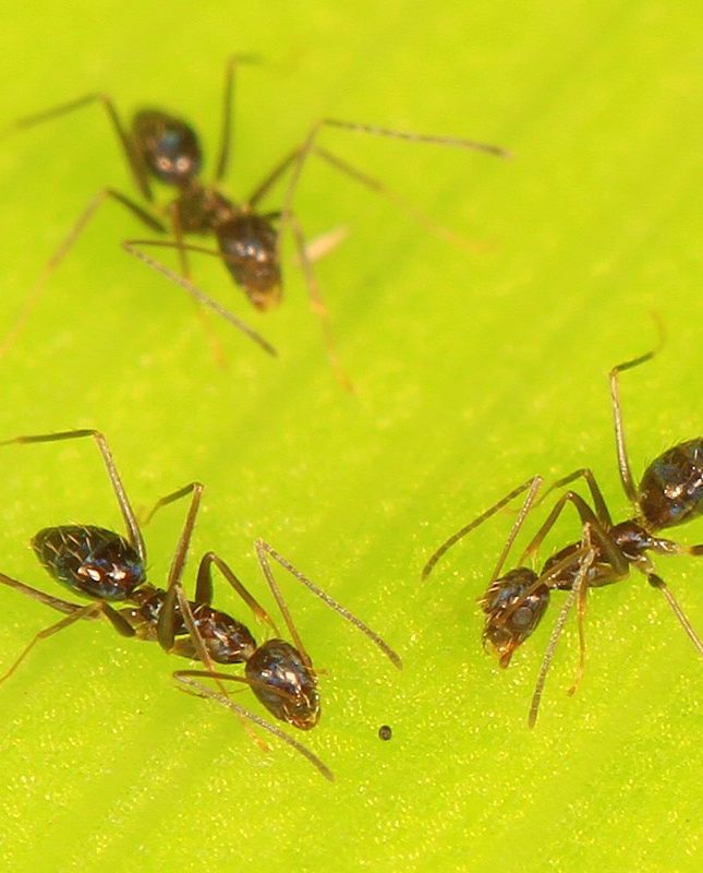 Hormiga Loca / Wikimedia Commons Judy Gallagher|La hormiga loca u hormiga zancona (Anoplolepis gracilipes)