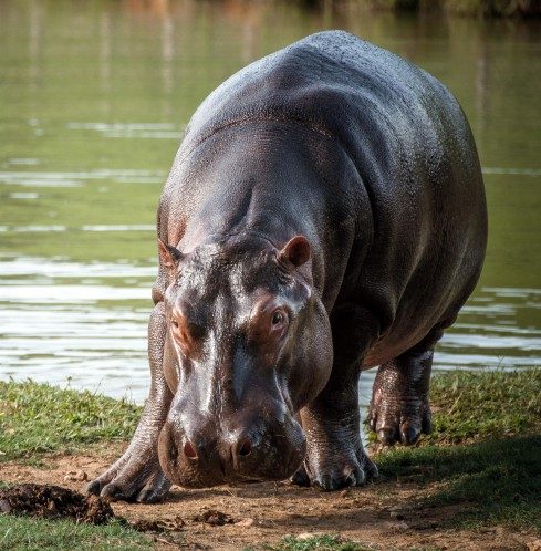 Fotografía cedida por el Instituto Humboldt de hipopótamos en el municipio de Doradal
