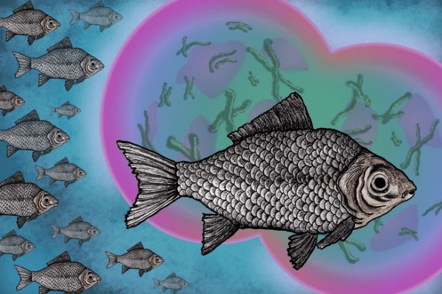 El pez que “secuestra” espermatozoides ajenos y que le dan ventaja invasora