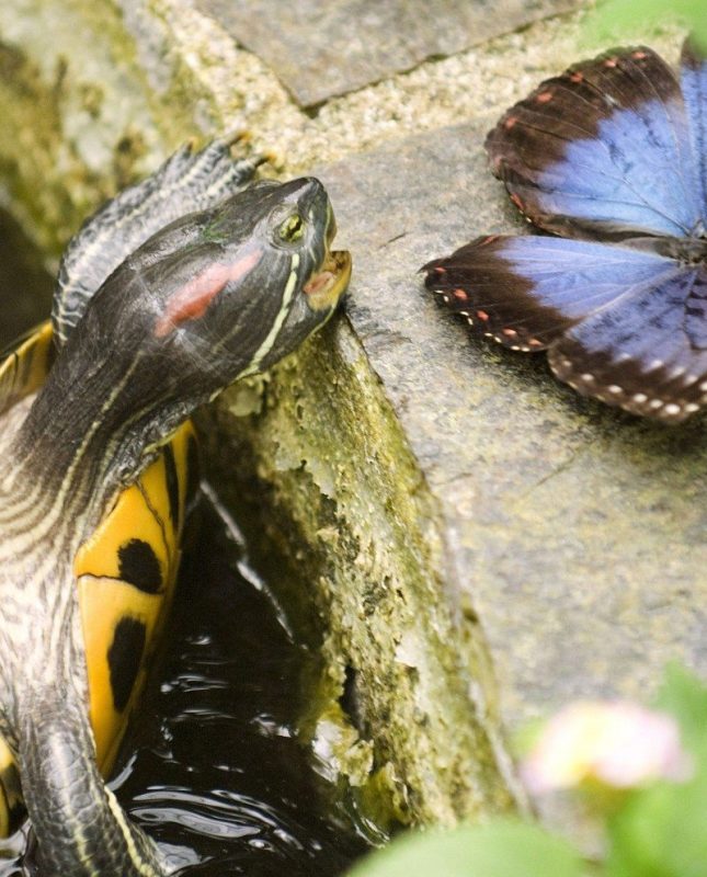 Una tortuga galápago de Florida intenta comerse una mariposa. EFE/Miguel Angel Molina