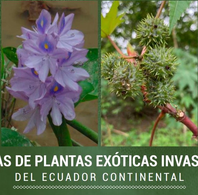 Libro describe las características biológicas, distribución, las causas y posibles consecuencias de plantas exóticas en el Ecuador