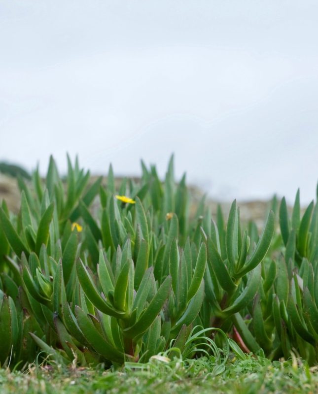 GRAF1407. MENORCA, 13/03/2018.- Las brigadas del departamento de Medio Ambiente del Consell de Menorca han retirado desde el inicio del año pasado 39.755 kilos de especies vegetales invasoras en 31 intervenciones en 15 localizaciones en la zona norte de la isla. Las actuaciones se han centrado en la retirada de la planta Carpobrotus edulis, conocida como 
